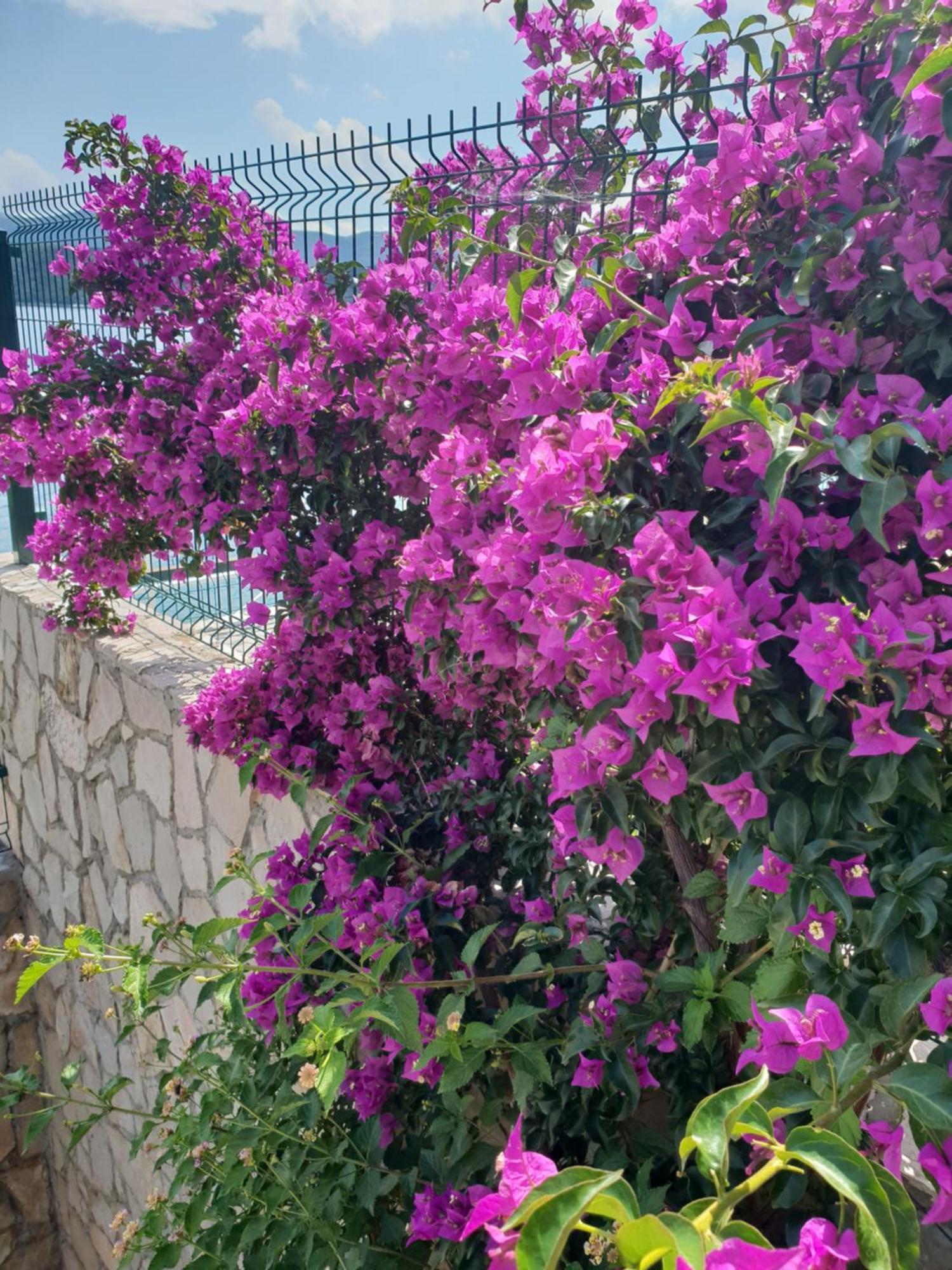 Apartments Cytrus Neum Dış mekan fotoğraf